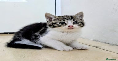 Mixed Breed cats - Advert 2