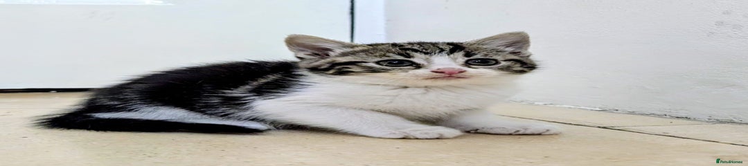 Mixed Breed Kitten 1