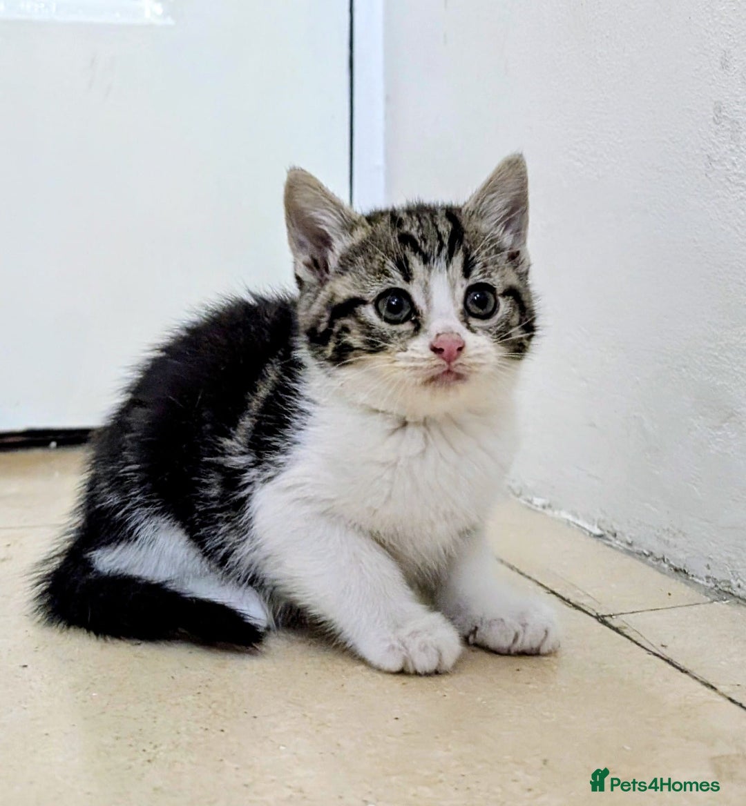 Mixed Breed cats for sale: healthy, fluffy and happy girls  - Image 3