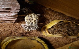 Gecko reptiles for sale: Female leopard gecko - Advert 3