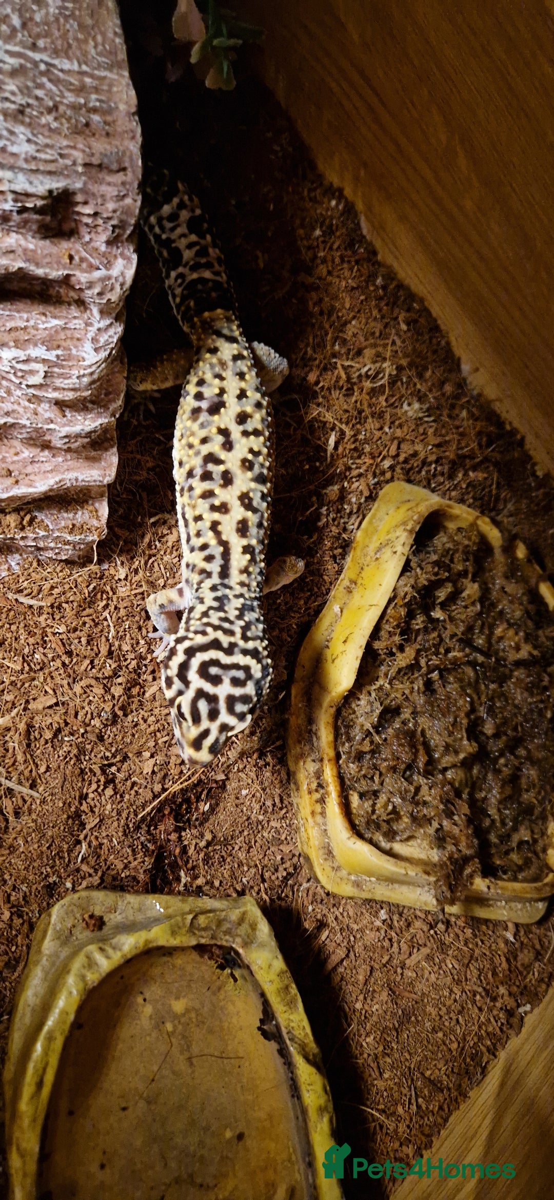 Gecko reptiles for sale: Female leopard gecko - Advert 3