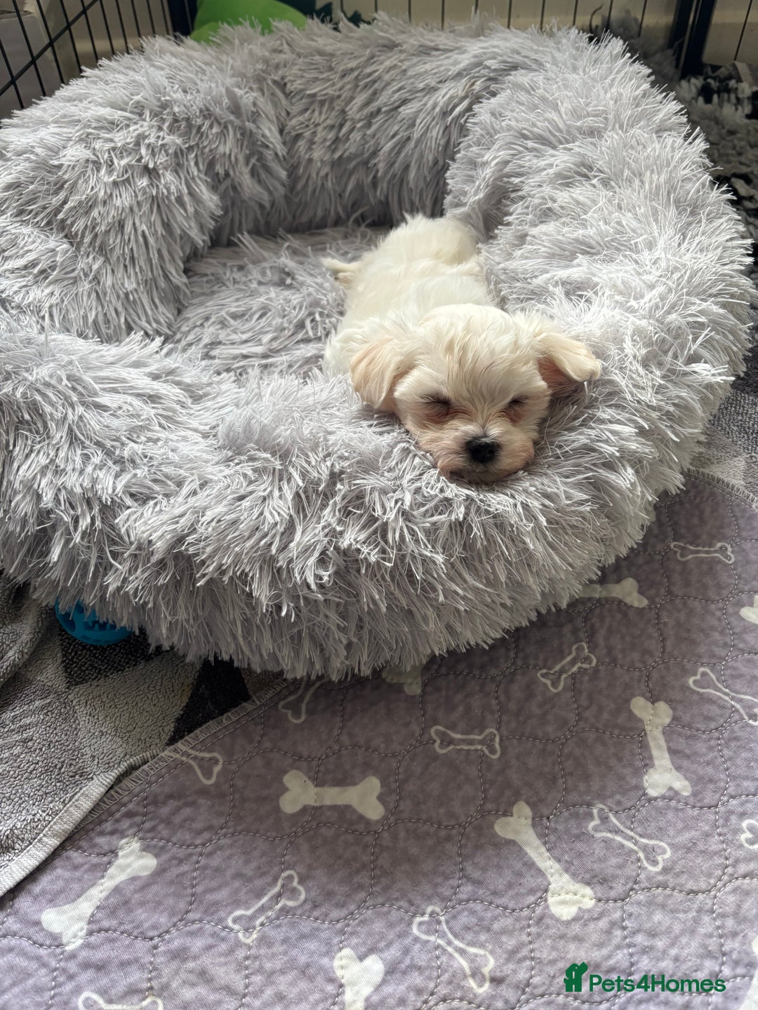 Maltese dogs for sale: Tiny Kc registered boys only  🩷💙💙 - Image 7