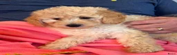 Cavapoo dogs for sale: Cute toy cavapoo puppies reds/apricots 2 left   in Airdrie - Advert 8