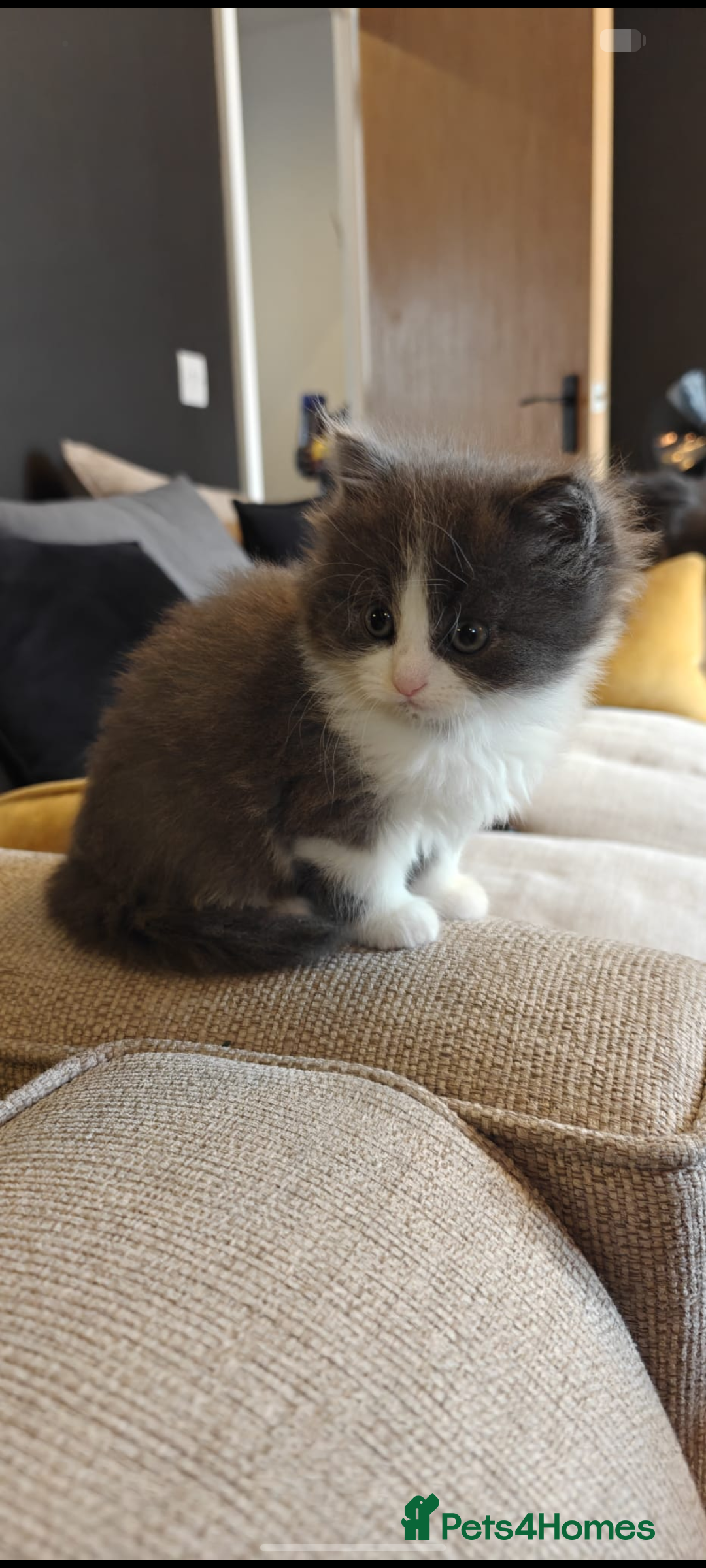 Persian cats Beautiful Persian/ Norwegian forest kittens  - Advert 8