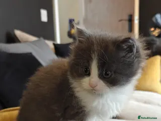 Persian cats Beautiful Persian/ Norwegian forest kittens - Advert 8