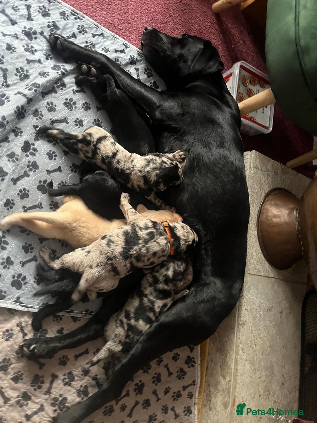 Labradoodle dogs for sale: Labradoodle puppies (home-raised) for sale - Advert 22