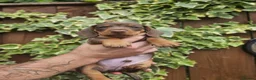 Miniature Dachshund dogs for sale: READY NOW KC reg miniature dachshund  - Advert 7