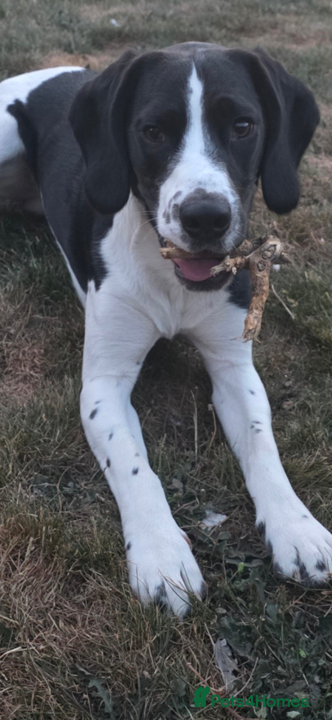 Bocker dogs for sale: Loving dog  - Advert 5