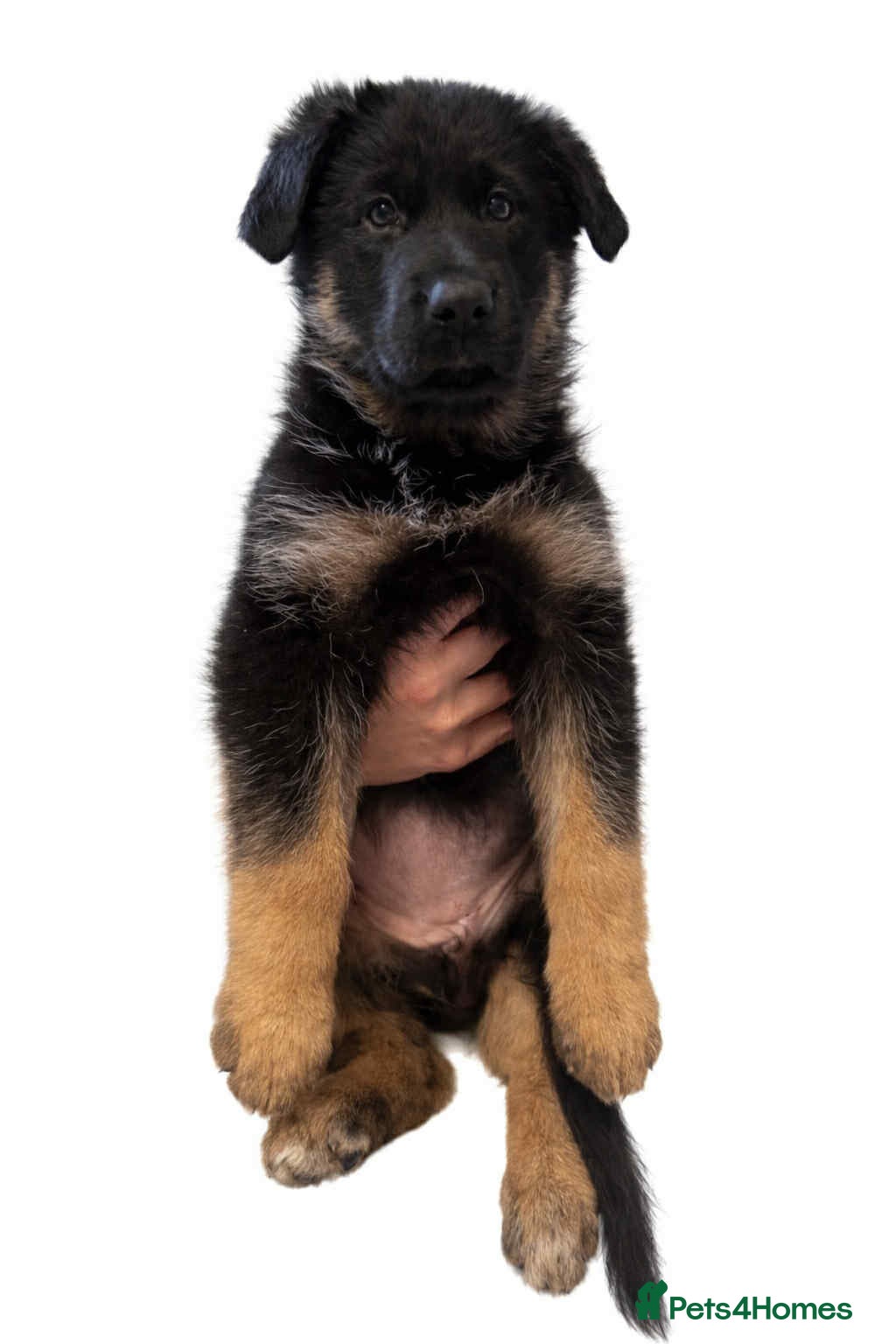 German Shepherd dogs   Last two KC Registered BeautifulGerman Shepherd  - Advert 11