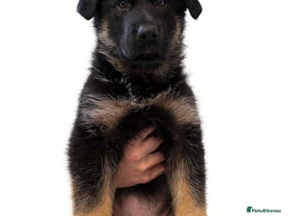 German Shepherd dogs Last two KC Registered BeautifulGerman Shepherd - Advert 11