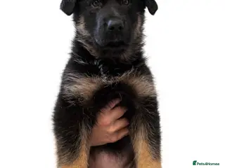 German Shepherd dogs Last two KC Registered BeautifulGerman Shepherd - Advert 7