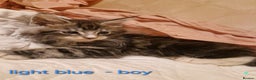 Maine Coon cats for sale: Sweet Maine Coon kittens - Advert 17