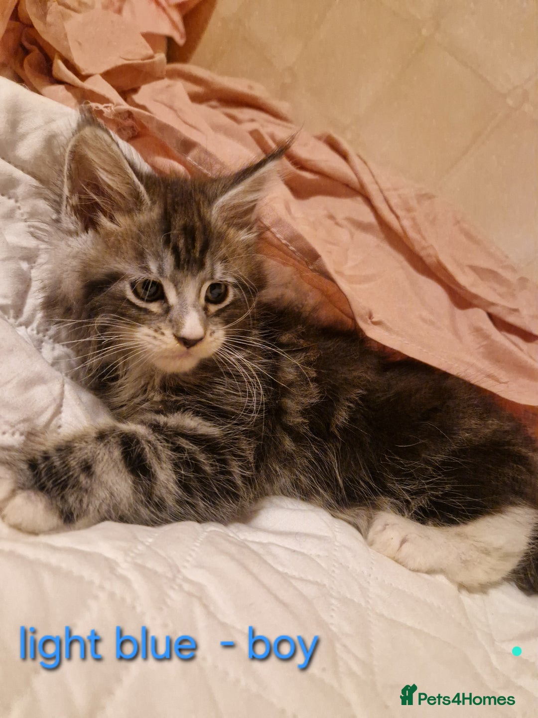 Maine Coon cats for sale: Sweet Maine Coon kittens - Advert 17