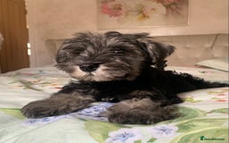 Miniature Schnauzer dogs for sale: *Ready Now* KC Miniature Schnauzers Fully Vacs - Image 1