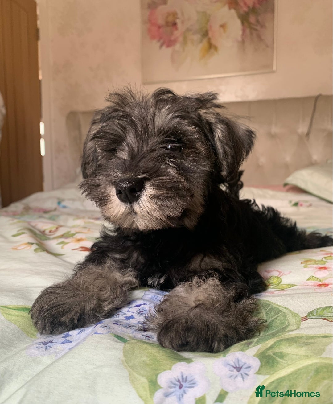 Miniature Schnauzer dogs for sale: *Ready Now* KC Miniature Schnauzers Fully Vacs - Image 1