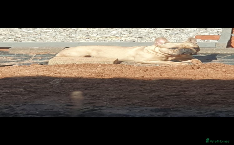 French Bulldog dogs - Advert 1