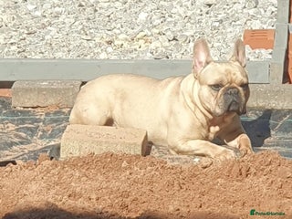 French Bulldog dogs - Advert 2