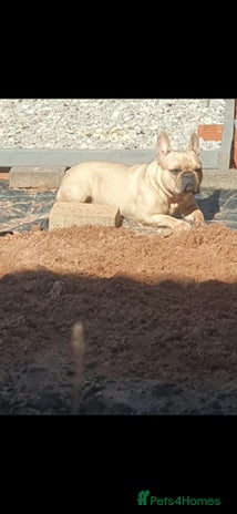 French Bulldog dogs - Advert 1