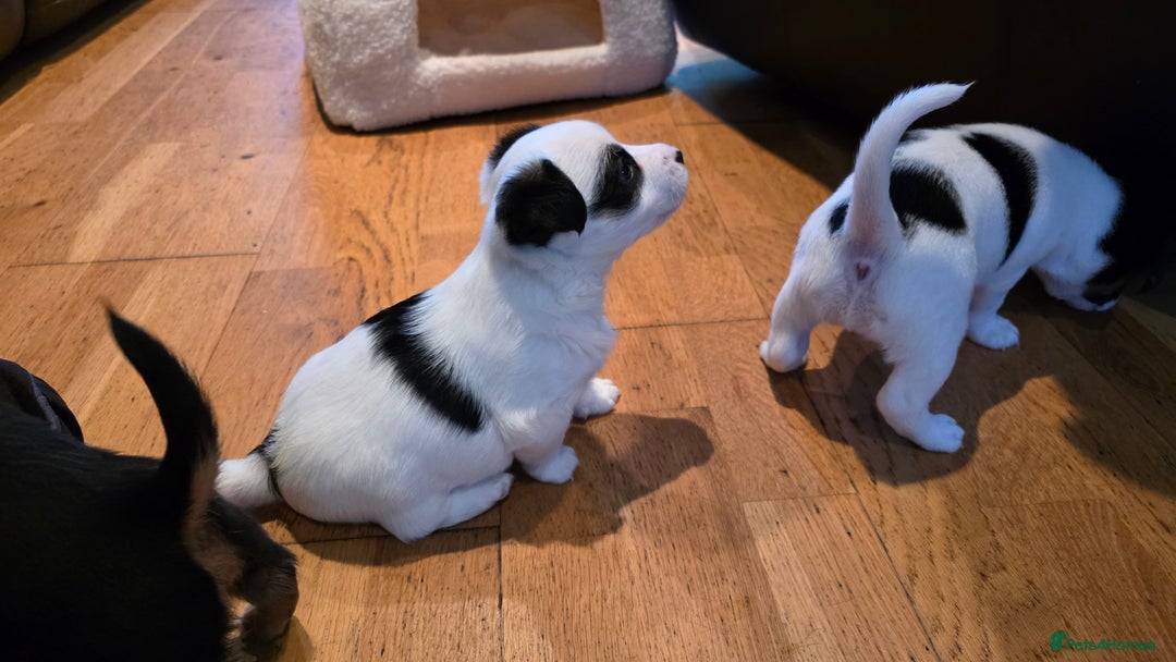 Jack Russell dogs for sale: Jack Russell puppies  - Image 15