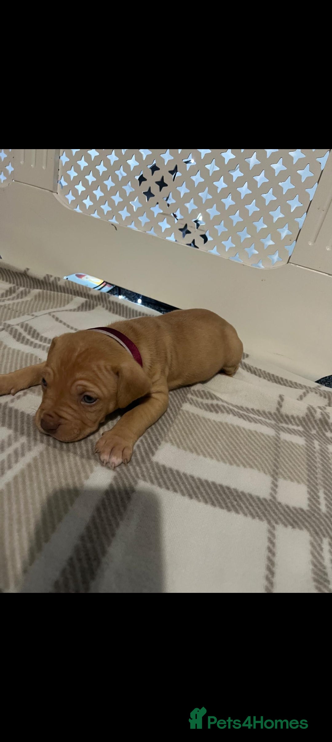 American Bulldog dogs for sale: American bulldogs puppies  - Advert 4