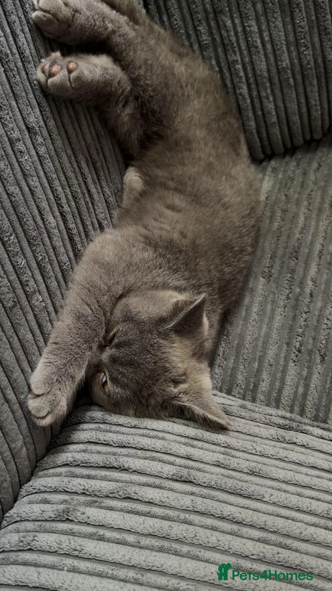 British Shorthair cats for sale: British shorthair boy  in Birmingham - Advert 4