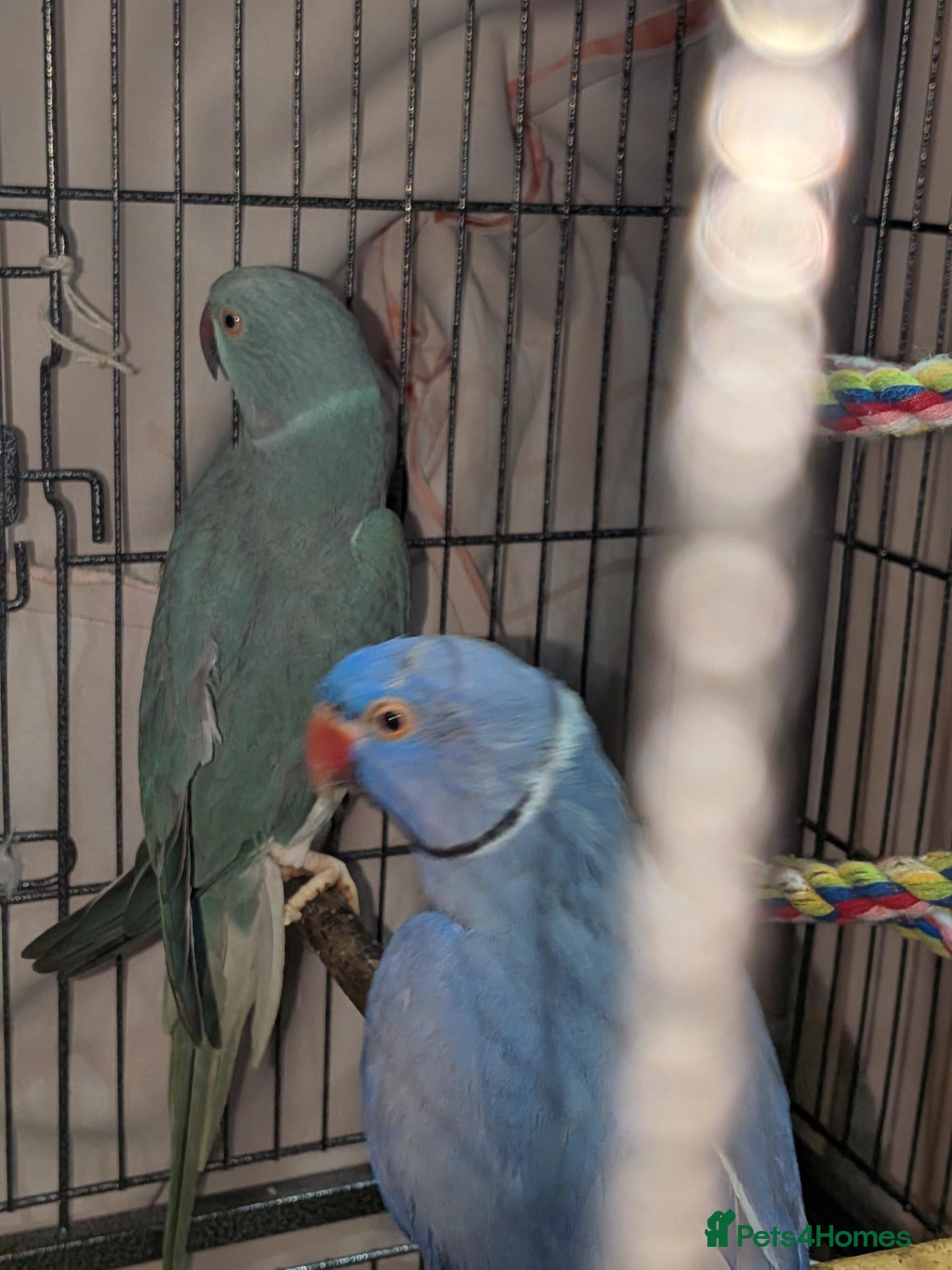 Ringnecks birds for sale: Breeding pair of violet and blue + CAGE - Advert 1