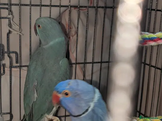 Ringnecks birds for sale: Breeding pair of violet and blue + CAGE - Advert 2
