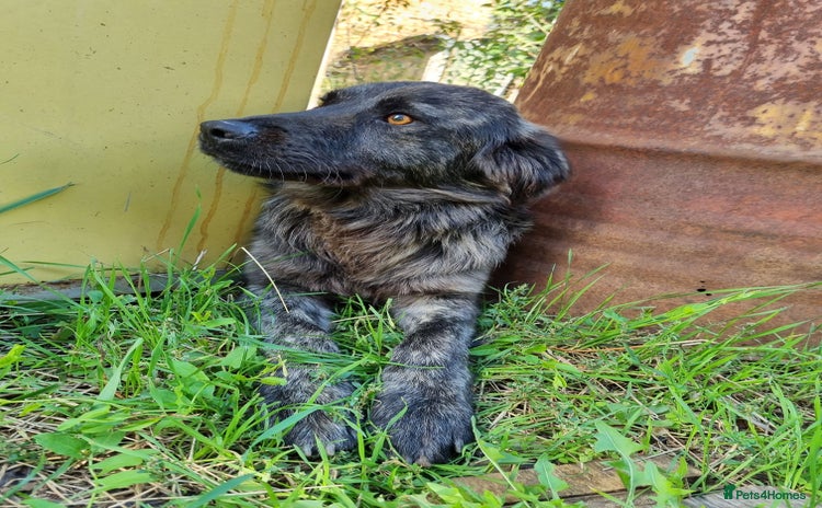 Mixed Breed dogs - Advert 11