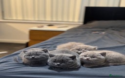 British Shorthair cats for sale: British shorthair blue and lilac  - Image 18