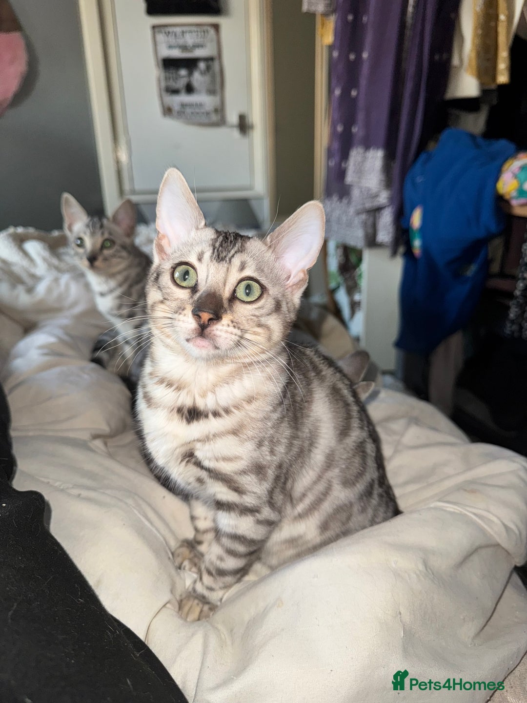 Bengal cats for sale: Tica registered beautiful kittens - Advert 9