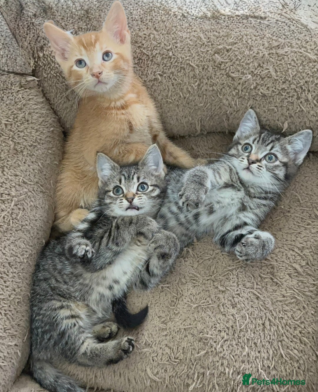 Mixed Breed cats for sale: Beautiful Kittens Ready for a Loving Home 🐾 - Advert 1