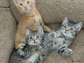 Mixed Breed cats Beautiful Kittens Ready for a Loving Home 🐾 - Advert 6
