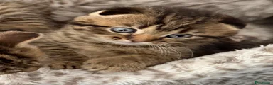 Scottish Fold 2