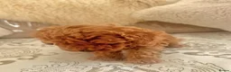Toy Poodle dogs for sale: Toy Poodle Boy - Advert 3
