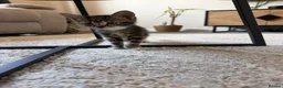 Mixed Breed cats for sale: 6 adorable kittens looking for their forever homes - Advert 7