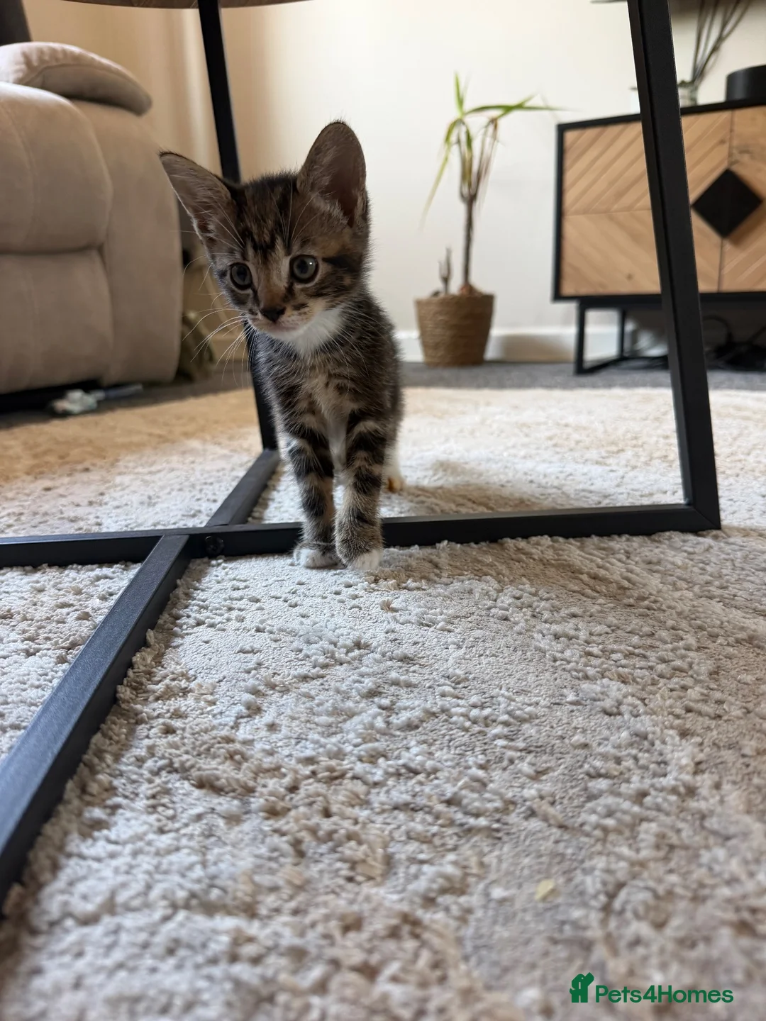 Mixed Breed cats for sale: 6 adorable kittens looking for their forever homes - Advert 7