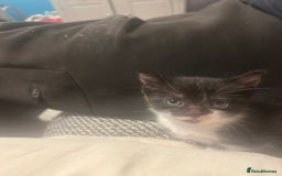 Domestic Shorthair cats for sale: 2 gorgeous female kittens - Image 6