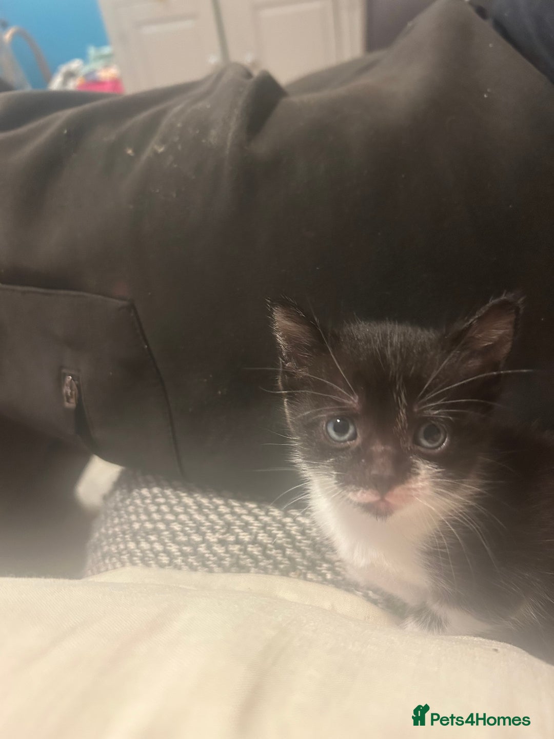 Domestic Shorthair cats for sale: 2 gorgeous female kittens - Image 6