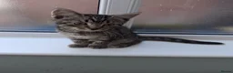 British Shorthair cats for sale: 4 Little Spotty Tigers  - Advert 8