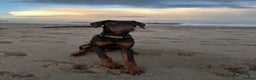 Dobermann dogs for sale: 7 month Doberman - Advert 1