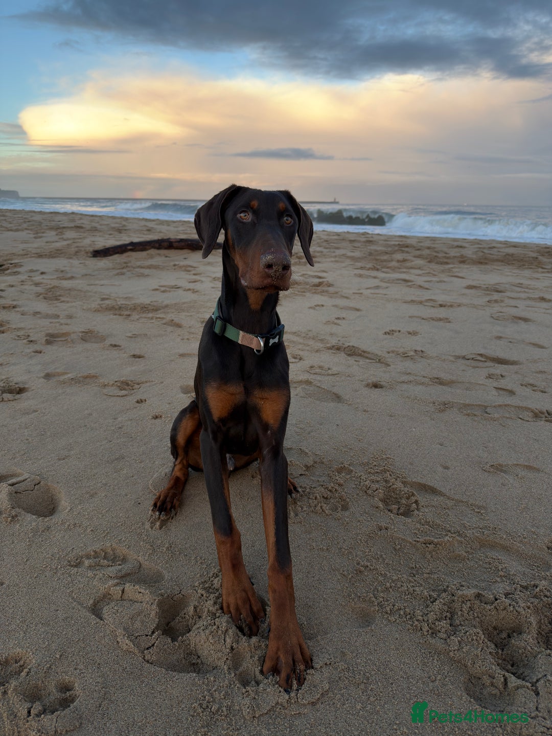 Dobermann dogs for sale: 7 month Doberman - Advert 1