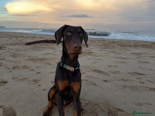 Dobermann dogs 7 month Doberman - Advert 7