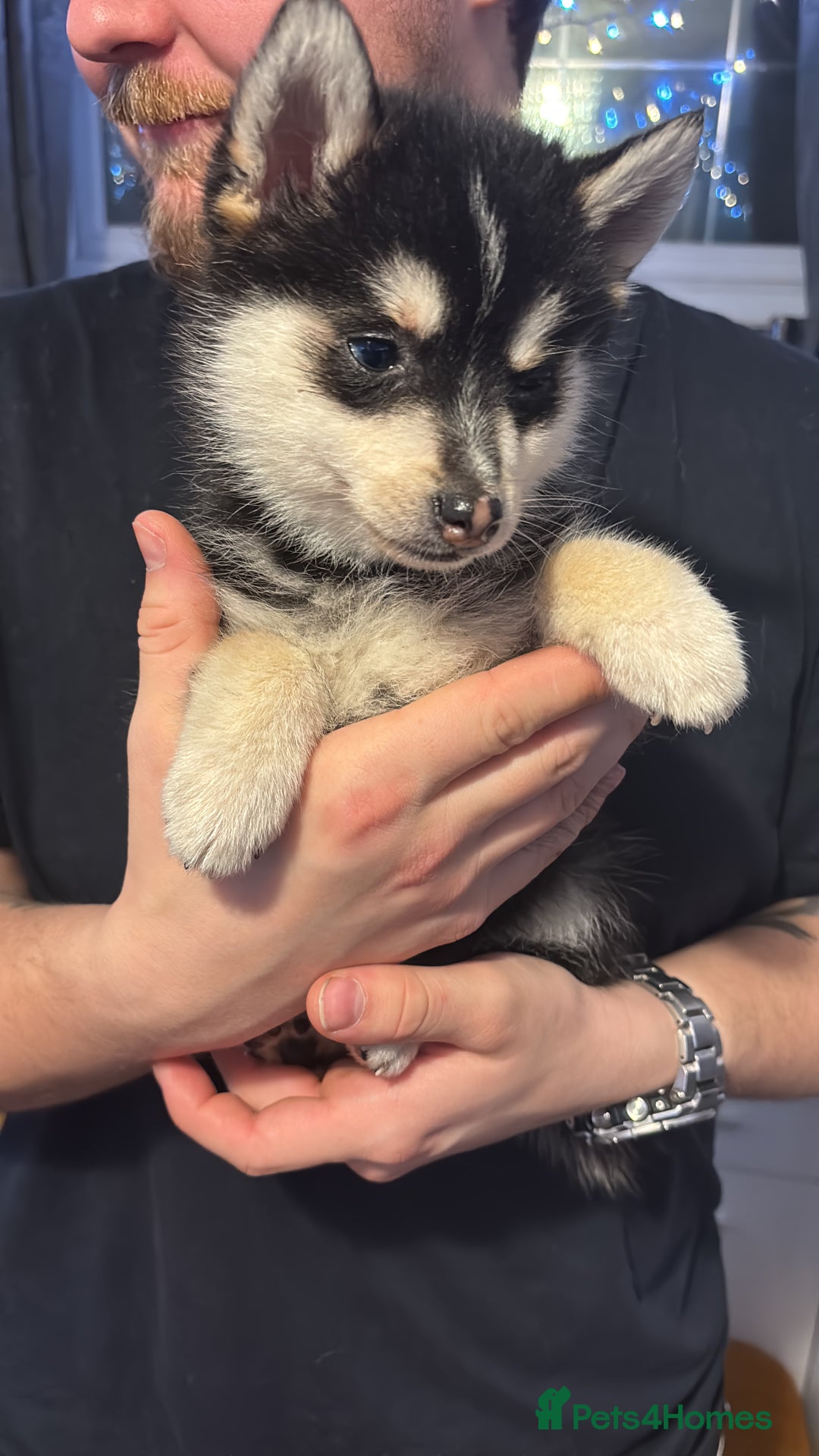 Pomsky dogs for sale: F4 tiny pomsky pups REDUCED need homes now - Advert 6