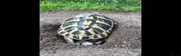 Tortoise reptiles for sale: Stunning baby Hermann Tortoises CB in the UK - Advert 14