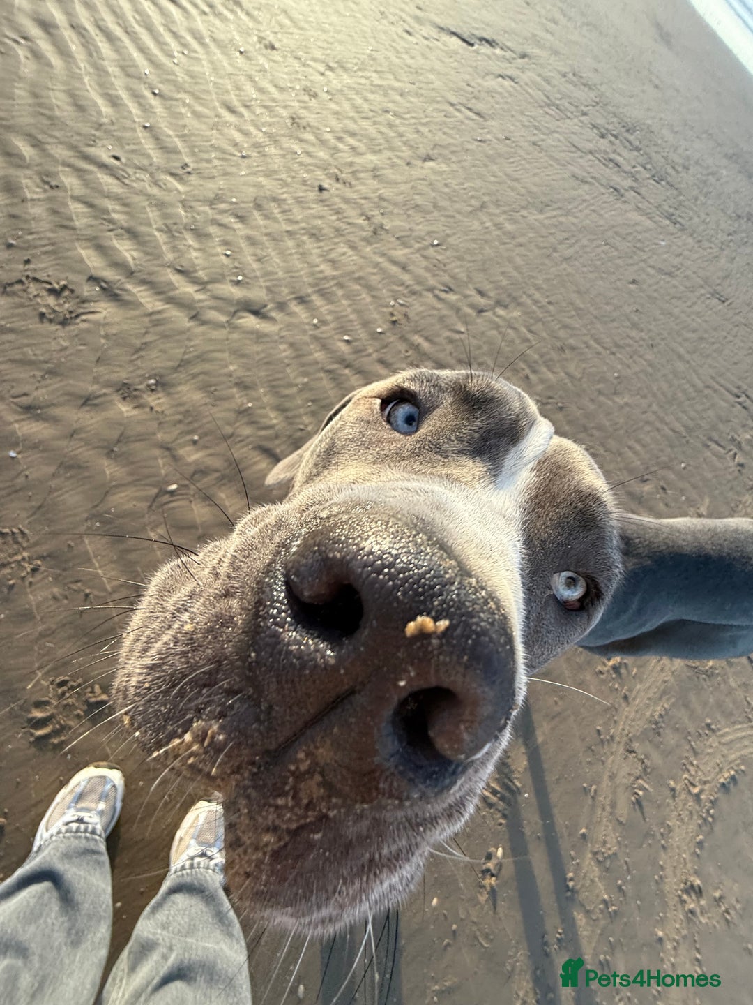 Cane Corso dogs for sale: CANE CORSO CLIO - ******  - Image 5