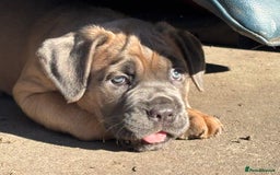 Cane Corso dogs for sale: Cane corso - Image 9