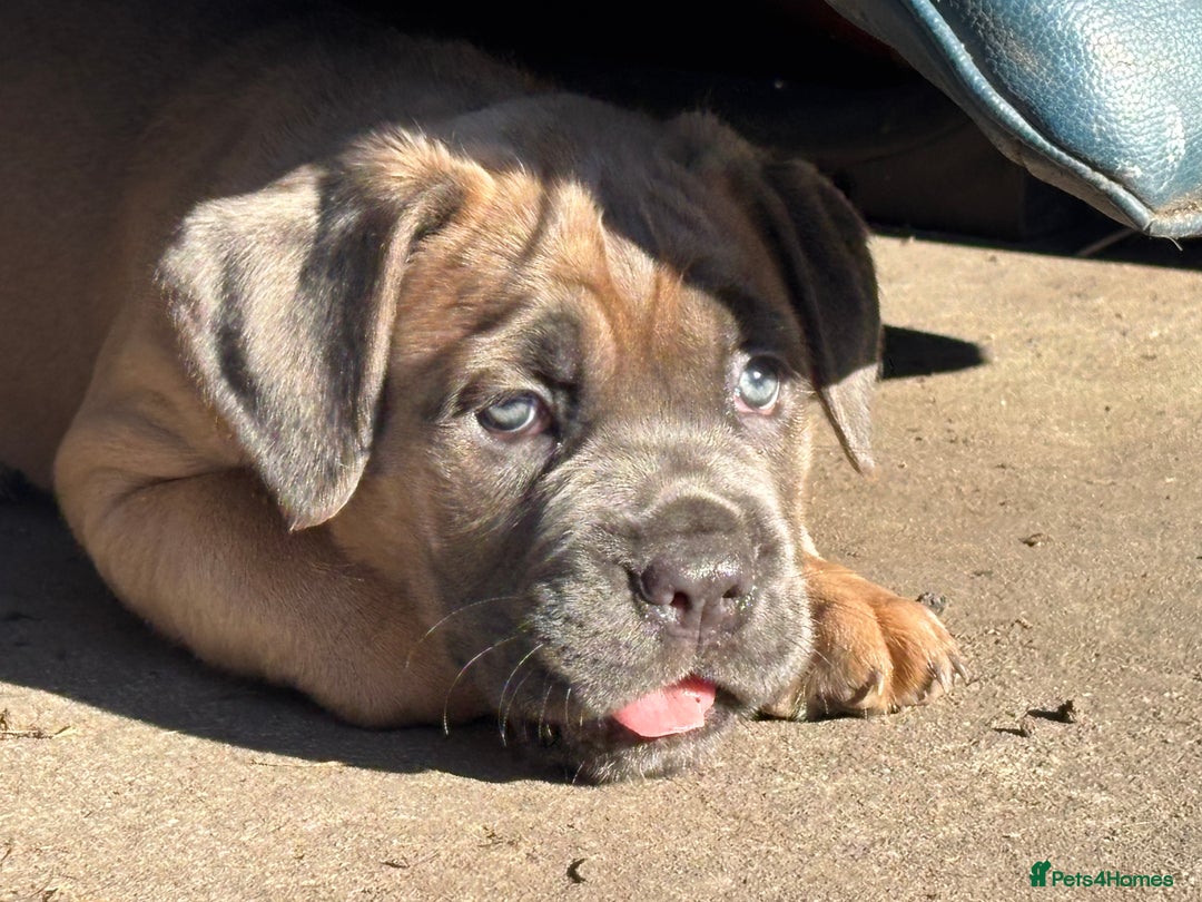 Cane Corso dogs for sale: Cane corso - Image 9