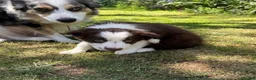 Border Collie dogs for sale: Litter of three striking Border Collie puppies  in Witney - Advert 10