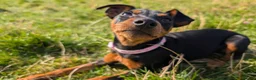 Miniature Pinscher dogs for sale: Rehoming this beautiful girl  - Advert 2