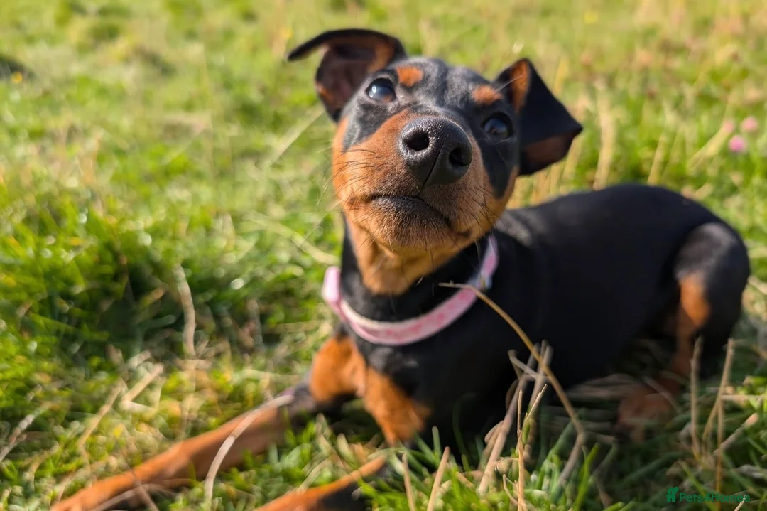 Miniature Pinscher dogs for sale: Rehoming this beautiful girl  - Advert 2
